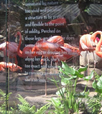 Poetry at the flamingo exhibit at New Orleans Zoo