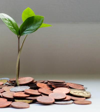 plant growing out of a pile of coins