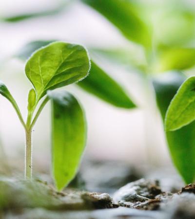 Photograph of small green plants sprouting out from the dirt.