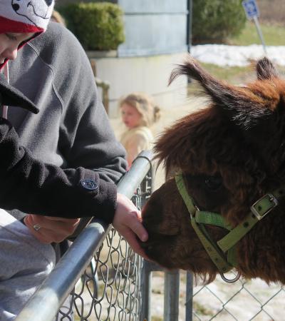 A boy pets an alpaca.