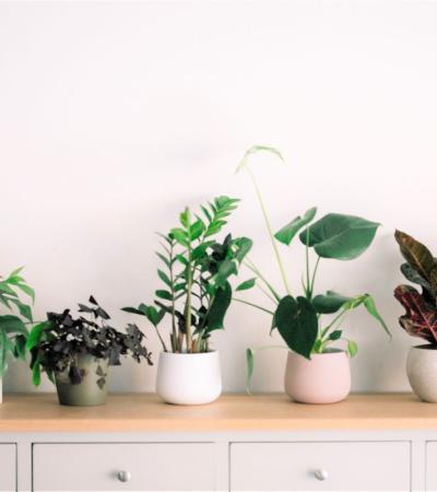 Photograph of a variety of houseplants sitting on a table.