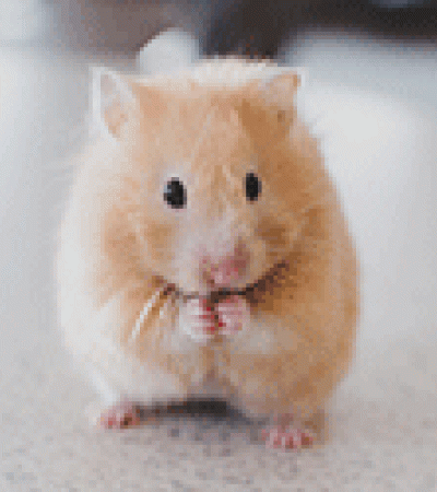 A shy-looking hamster