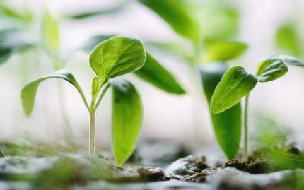 Photograph of small green plants sprouting out from the dirt.