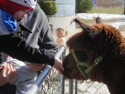 A boy pets an alpaca.