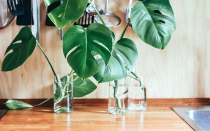 Photograph of three large, green plants propagating in glasses of water.