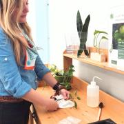 Photograph of person preparing plants for propagation at a counter.