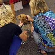 Patrons Visiting with One of the Dogs