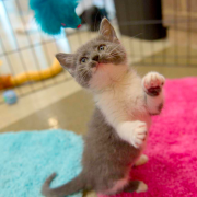 Kitten sitting up