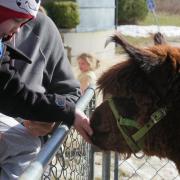 A boy pets an alpaca.