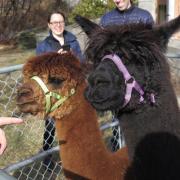 A hand points at two alpacas. 