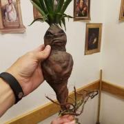 A homemade mandrake