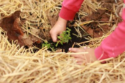 planting a plant in the ground