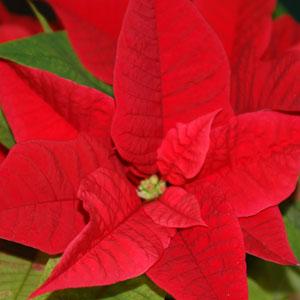 Poinsettia