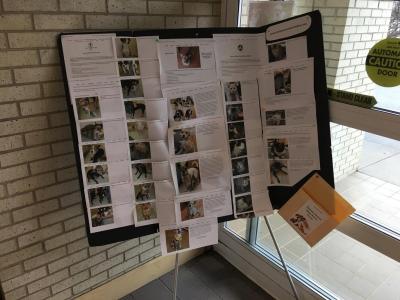 A display of the animals available for adoption at the Wilkes County Public Library.