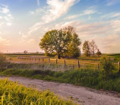 Photograph of large green field with tree.